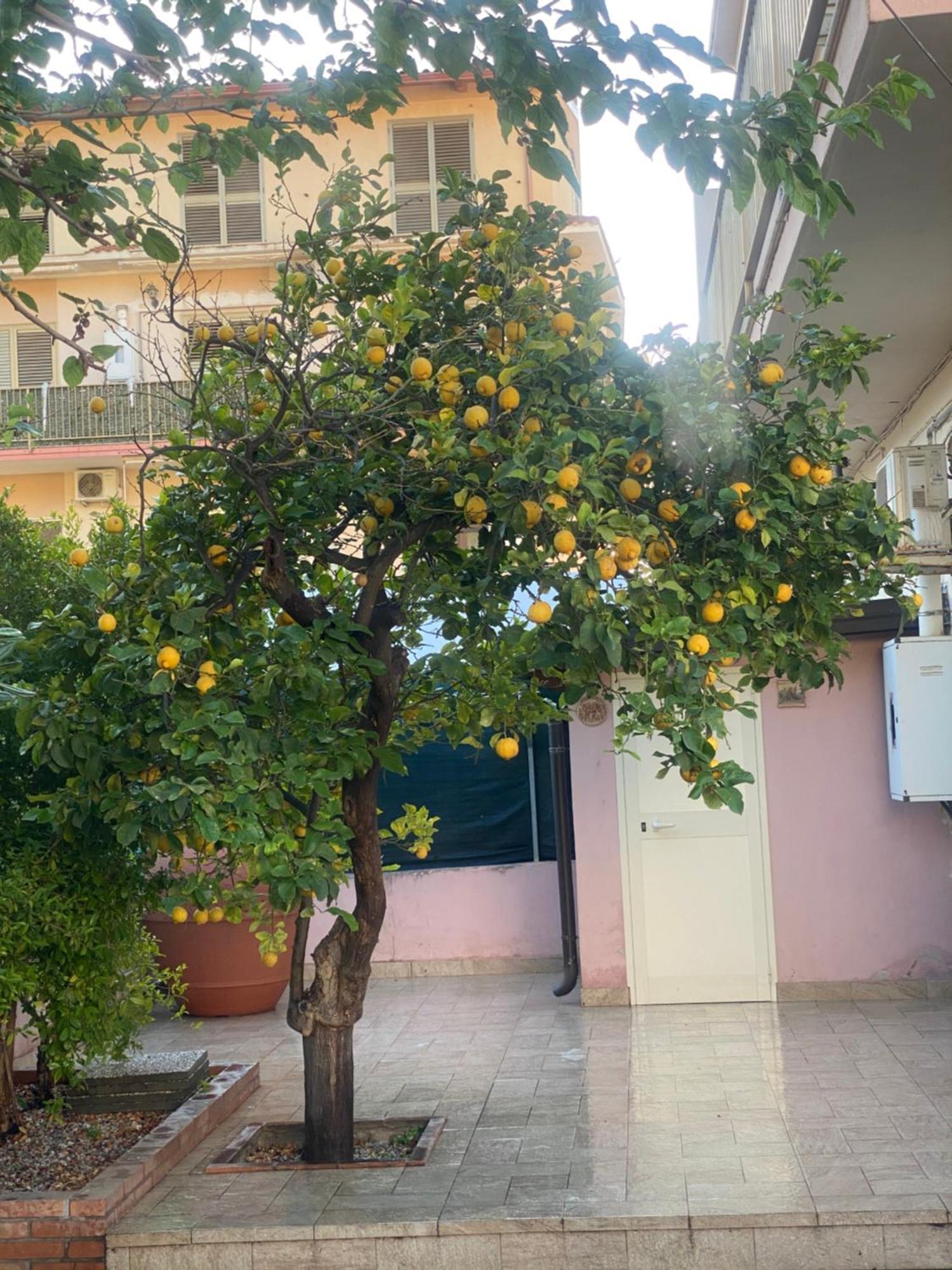 Vila L'Albero Di Limoni Sul Mare Di Pizzo Exteriér fotografie